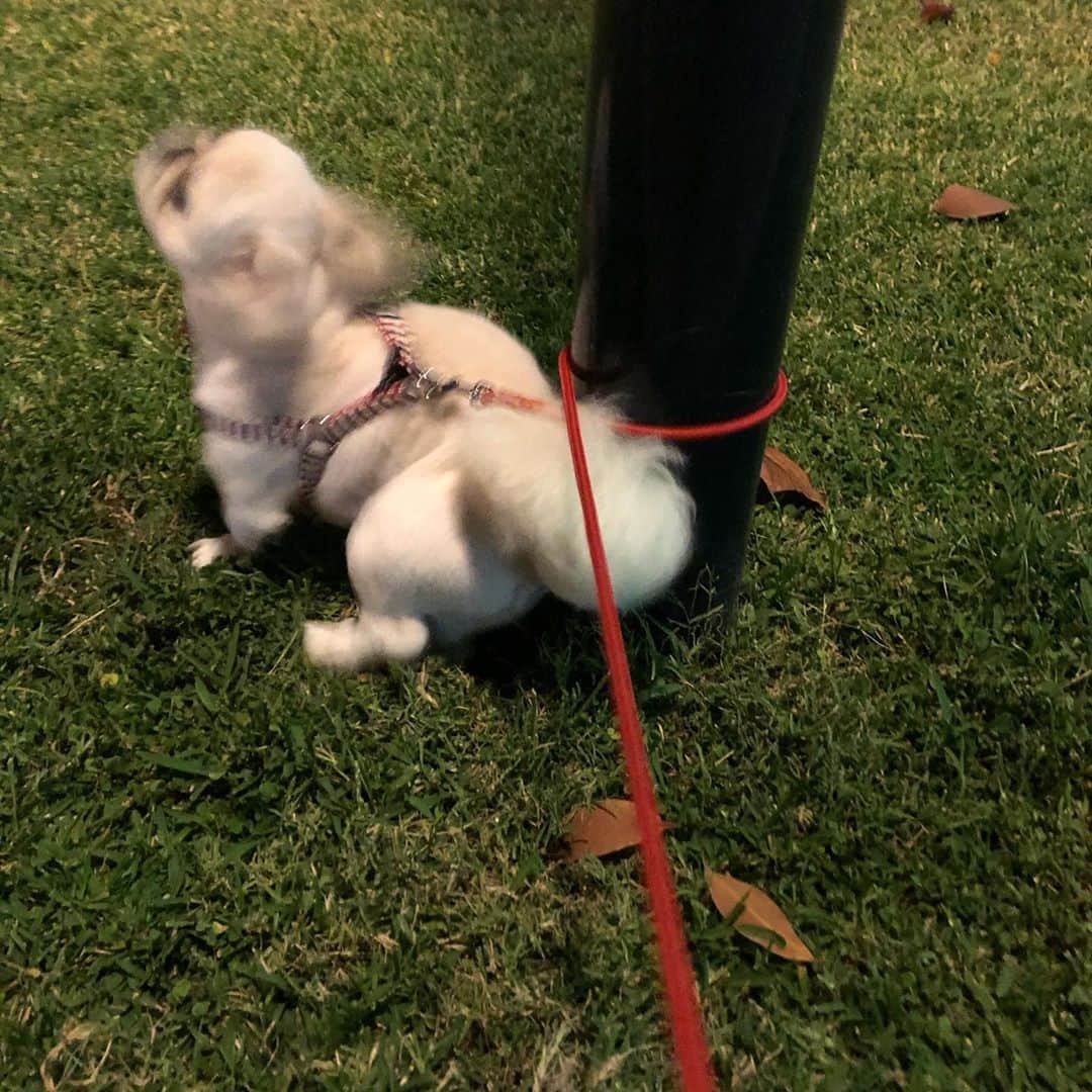 有田優理香さんのインスタグラム写真 - (有田優理香Instagram)「テンション上がりすぎて自分で巻きついて、解けなくなって、助けを求める犬。どうしてこうなった。  #pekingese #ペキニーズ　#犬界の藤原竜也　#きょうのさんぽ #くせつよめ」10月23日 22時18分 - yurikaa0624