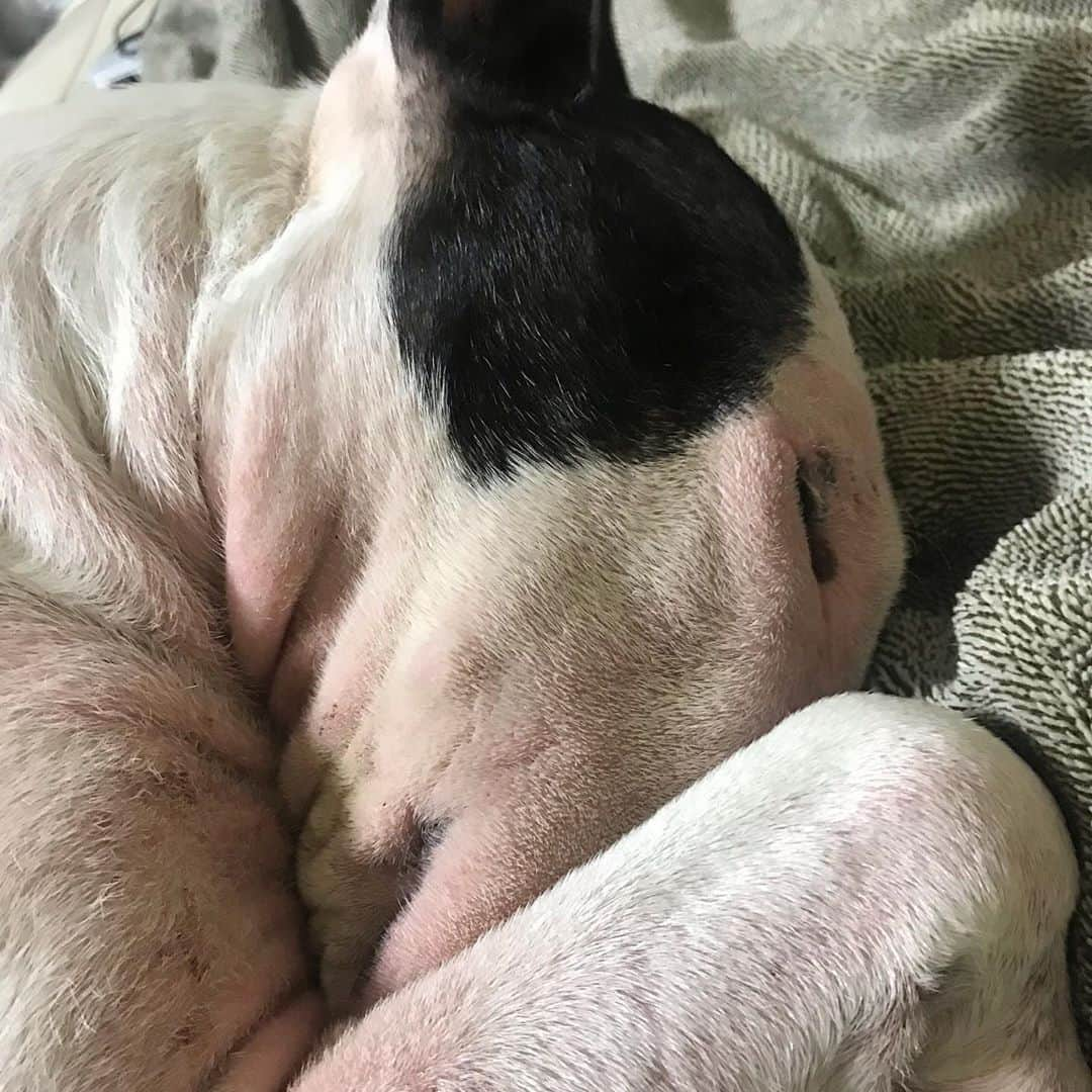 Q太郎さんのインスタグラム写真 - (Q太郎Instagram)「#minituru#bull#terrier#minibullterrier#miniturubullterrier#dog#dogstagram#cute#qtaro#love#family#ミニチュア#ブルテリア#ミニチュアブルテリア#Q太郎」10月23日 17時10分 - qtaro.jun