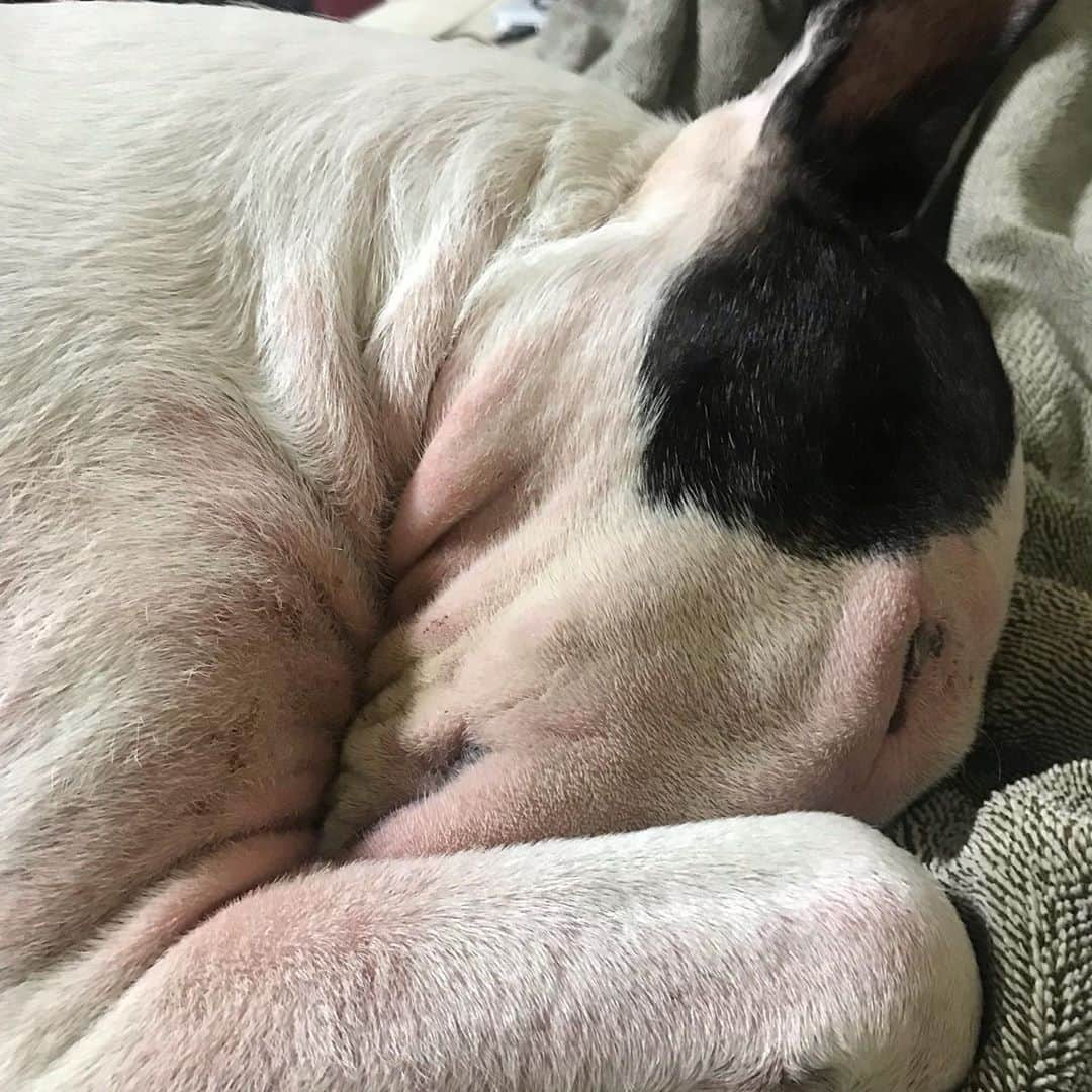 Q太郎さんのインスタグラム写真 - (Q太郎Instagram)「#minituru#bull#terrier#minibullterrier#miniturubullterrier#dog#dogstagram#cute#qtaro#love#family#ミニチュア#ブルテリア#ミニチュアブルテリア#Q太郎」10月23日 17時10分 - qtaro.jun