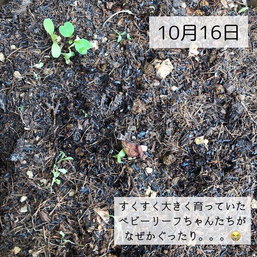 奥村奈津美さんのインスタグラム写真 - (奥村奈津美Instagram)「あきらめずに続けられる理由。  今日は、自分でも嫌になるほど失敗多めな人生の奥村が感じた サポートの大切さについて。  コロナ禍に始めた、生ゴミ０コンポスト生活。 生ゴミが無事、堆肥として土に返り、 9月の下旬にベビーリーフを植えました。  芽が出て・・・１０個くらい芽が出て すくすく育っているなあ （そろそろ写真に撮ってインスタにアップしようかなあ） と思っていたところ、  ある日突然、元気が無くなっていました。  ベビーリーフちゃん！！どうしたの？？  泣きそうになりながら、コンポストの相談LINEに連絡。 するとこんなにも丁寧なお返事が帰ってきました。 （写真参照）  本来なら今頃、ベビーリーフは収穫するくらい大きくなったいたのですね。  「出来ました！！」ってドヤ顏でアップしたかったのですが、 現実はそう簡単にはいきません😭  でも、 温かいアドバイスを頂き、 もう少し頑張ってみようかなと 気を取り直しました。  そして 頑張れ頑張れと声をかけながら 見守っていると・・・  するとまた新しい芽が出てきました。  こんな私でも収穫を体験できるかも？？ と希望が湧いてきました。  LINE相談の担当者に感謝感謝です。  心強いサポートもついたLFCコンポスト やってみたいなあという方は 明日のオンラインイベントにぜひご参加下さい。  参加特典として 購入時に使えるクーポン券✨を プレゼント！！🎁  10月24日（土）10時30分～（1時間ほど） 生ゴミを土に返す「コンポスト」がテーマ。  親子で楽しむことで、食育、環境問題を考えるきっかけに！ ガーデニングや家庭菜園好きな人は、 生ゴミを使って土作りから楽しむことができます。  「親子で楽しむ コンポスト×防災の可能性」 コンポスト？防災？なかなか結びつかないかもしれませんが、 ・気候変動、地球温暖化対策に ・持続可能な未来のために ・災害時はトイレにもなる⁉  スペシャルゲスト！ マンションのベランダでできる LFCコンポストを開発した この道20年以上！循環生活研究所理事、たいら由以子さんに詳しく伺っていきます！ @lfc_compost  https://lfc-compost.jp  参加ご希望の方は 私のInstagramのプロフィール欄﻿ (@natsumi19820521 )のURLをクリック﻿ ↓﻿ 『外部リンクを開く』﻿ ↓﻿ 『LINEを開く』 ↓ 友達追加後 「1024」とメッセージください♪  LINE登録まではちょっと‥という方は Peatixからもお申し込み頂けます。  親子で楽しむ♪コンポスト×防災の可能性 https://peatix.com/event/1656853  ☆*:.｡.┈┈┈┈┈┈┈┈┈┈┈┈┈┈.｡.:*☆  子どもの未来のためにできること  @natsumi19820521 をフォロー& 公式防災LINEにご登録いただくと 「子どもの命を守る地震対策」の 動画をプレゼント中!  ☆*:.｡.┈┈┈┈┈┈┈┈┈┈┈┈┈┈.｡.:*☆  こんなアカウントも作って見ました♪ ＠natsumiokumura_ana  安室奈美恵さんの特番にたどり着くまでのエピソードを ちょっとずつ振り返ってます。  ☆*:.｡.┈┈┈┈┈┈┈┈┈┈┈┈┈┈.｡.:*☆  質問・感想コメント嬉しいです  #ガーデニング #ガーデニング初心者 #ガーデニング好きな人と繋がりたい #ベランダ #ベランダガーデニング #ベランダ菜園 #家庭菜園 #野菜作り #野菜好き #親子 #親子で楽しむ #コンポスト #パパ #ママ #子育てグラム #ベビーリーフ #子育て #子育てママ #子育てママと繋がりたい #ベビー #ワーママ #ワーママの日常 #失敗 #失敗は成功のもと #失敗作 #継続は力なり #プレゼント #プレゼント企画 #プレゼントキャンペーン #クーポン」10月23日 17時11分 - natsumi19820521