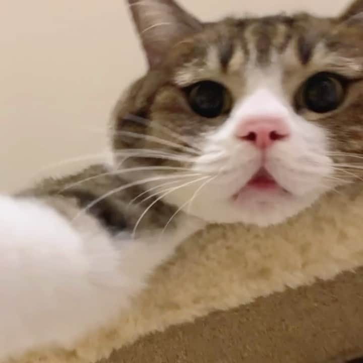 すずめくんのインスタグラム