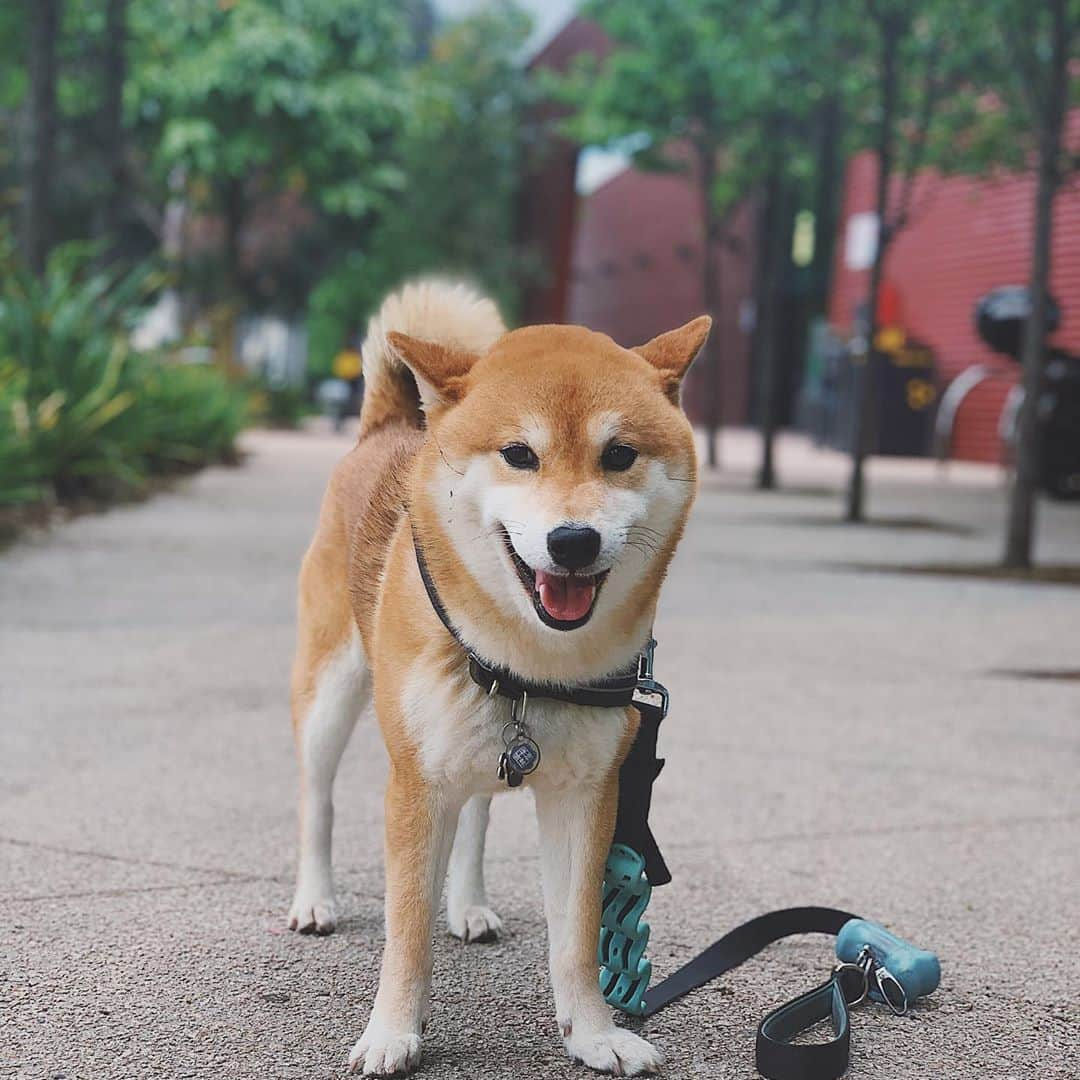 Shibainu Pontaのインスタグラム