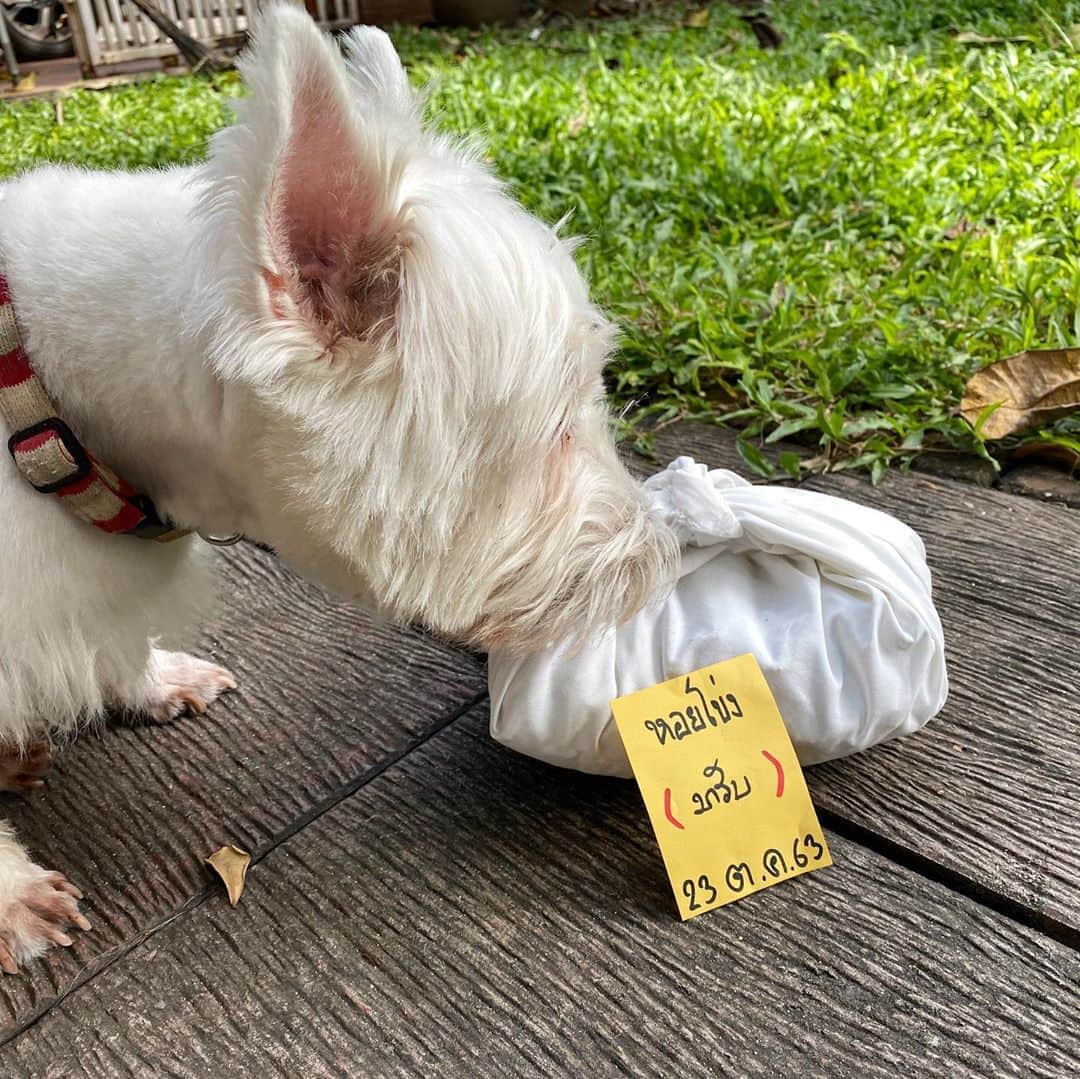 のインスタグラム：「หอยโข่งกลับบ้านแล้ว.... Hoykong is home now. #hkpm」