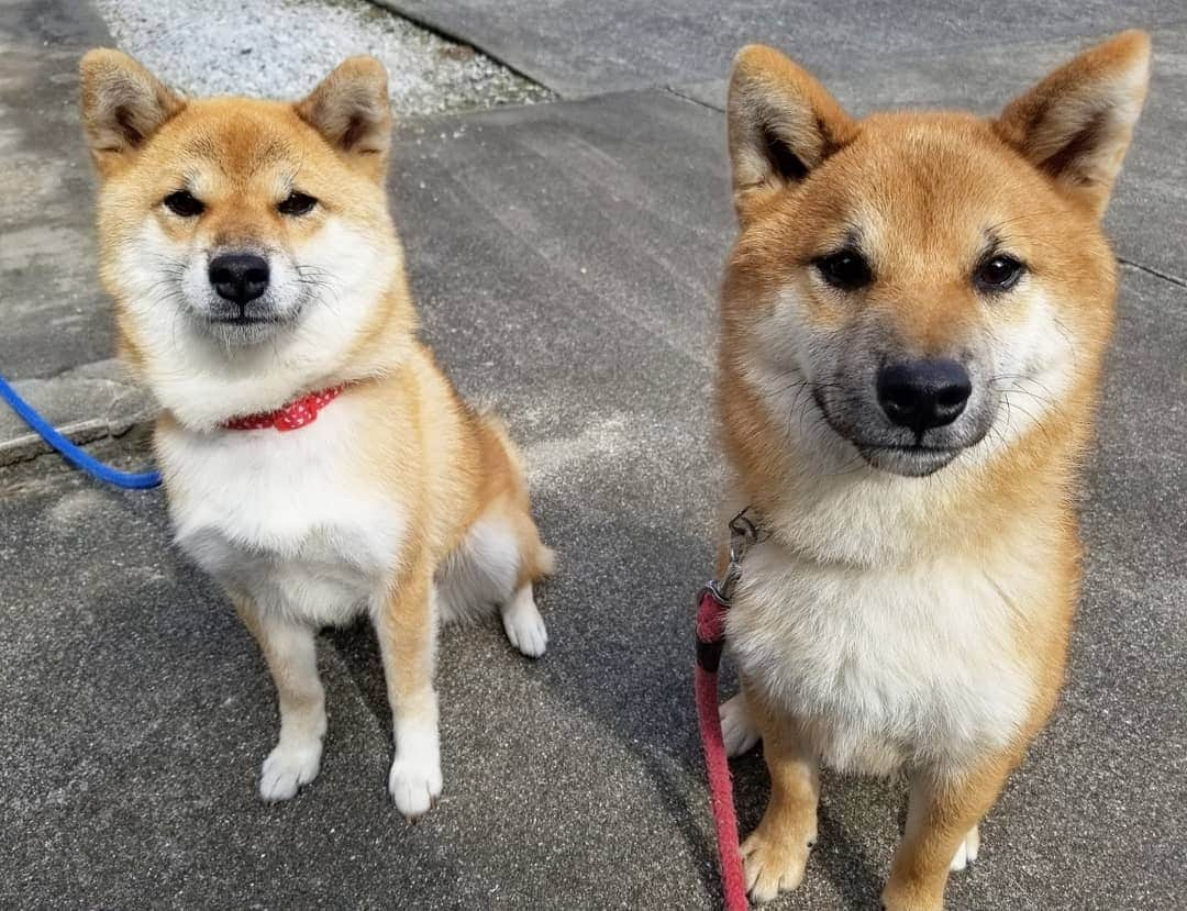 柴犬たま Shibainu Tamaさんのインスタグラム写真 - (柴犬たま Shibainu TamaInstagram)「たまとウニ🐶🐶﻿ ﻿ 並んだらさぞ似てるだろうな〜と思ったけど、たまが「また写真撮ってんの？」と呆れた表情に…😅結果、ウニの若さが全面に出る形となってしまった😂😂﻿ ﻿ まあ、息子ですって言えば信じる程度には似てるかな🤔﻿ ﻿ Caption trans🇬🇧﻿ Tama and Uni🐶🐶﻿ I figured if they lined up next to each other they would look alike, but Tama gave me a dumbfounded look, saying that the owner was taking pictures again…😅 As a result, Uni's youthfulness was noticeable😂😂﻿ But when the Uni introduces itself as Tama's son, do they look so much like each other that you would believe it?🤔﻿ ﻿ #柴犬たま #たママ #たまーば #たま家族 #柴犬ウニ #仲良しファミリー #祖母と孫 #似た者家族 #呆れ顔 #笑顔 #ふわもこ #かなりひし形﻿ #柴犬 #shiba #shibainu #shibastagram #犬 #dog #柴犬子犬 #子犬 #shibapuppy #shibainupuppy #puppy #多頭飼い」10月23日 18時22分 - tama7653