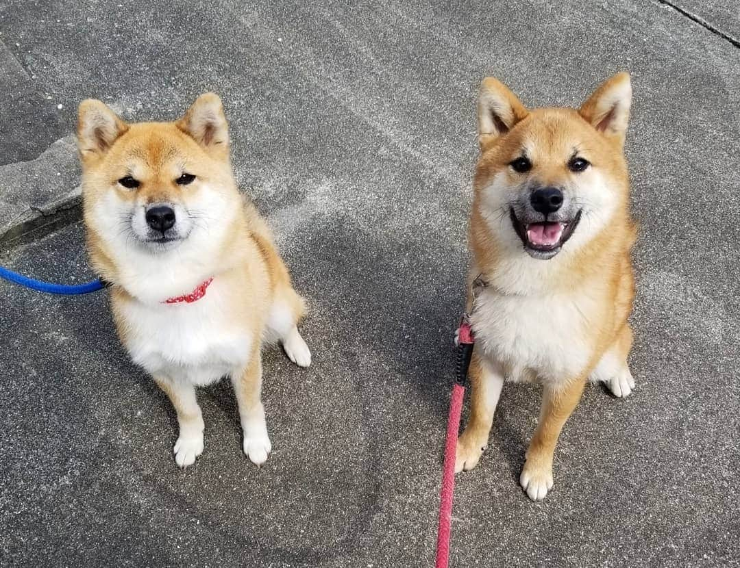 柴犬たま Shibainu Tamaさんのインスタグラム写真 - (柴犬たま Shibainu TamaInstagram)「たまとウニ🐶🐶﻿ ﻿ 並んだらさぞ似てるだろうな〜と思ったけど、たまが「また写真撮ってんの？」と呆れた表情に…😅結果、ウニの若さが全面に出る形となってしまった😂😂﻿ ﻿ まあ、息子ですって言えば信じる程度には似てるかな🤔﻿ ﻿ Caption trans🇬🇧﻿ Tama and Uni🐶🐶﻿ I figured if they lined up next to each other they would look alike, but Tama gave me a dumbfounded look, saying that the owner was taking pictures again…😅 As a result, Uni's youthfulness was noticeable😂😂﻿ But when the Uni introduces itself as Tama's son, do they look so much like each other that you would believe it?🤔﻿ ﻿ #柴犬たま #たママ #たまーば #たま家族 #柴犬ウニ #仲良しファミリー #祖母と孫 #似た者家族 #呆れ顔 #笑顔 #ふわもこ #かなりひし形﻿ #柴犬 #shiba #shibainu #shibastagram #犬 #dog #柴犬子犬 #子犬 #shibapuppy #shibainupuppy #puppy #多頭飼い」10月23日 18時22分 - tama7653