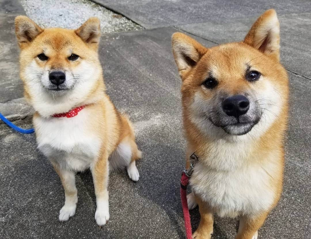 柴犬たま Shibainu Tamaさんのインスタグラム写真 - (柴犬たま Shibainu TamaInstagram)「たまとウニ🐶🐶﻿ ﻿ 並んだらさぞ似てるだろうな〜と思ったけど、たまが「また写真撮ってんの？」と呆れた表情に…😅結果、ウニの若さが全面に出る形となってしまった😂😂﻿ ﻿ まあ、息子ですって言えば信じる程度には似てるかな🤔﻿ ﻿ Caption trans🇬🇧﻿ Tama and Uni🐶🐶﻿ I figured if they lined up next to each other they would look alike, but Tama gave me a dumbfounded look, saying that the owner was taking pictures again…😅 As a result, Uni's youthfulness was noticeable😂😂﻿ But when the Uni introduces itself as Tama's son, do they look so much like each other that you would believe it?🤔﻿ ﻿ #柴犬たま #たママ #たまーば #たま家族 #柴犬ウニ #仲良しファミリー #祖母と孫 #似た者家族 #呆れ顔 #笑顔 #ふわもこ #かなりひし形﻿ #柴犬 #shiba #shibainu #shibastagram #犬 #dog #柴犬子犬 #子犬 #shibapuppy #shibainupuppy #puppy #多頭飼い」10月23日 18時22分 - tama7653