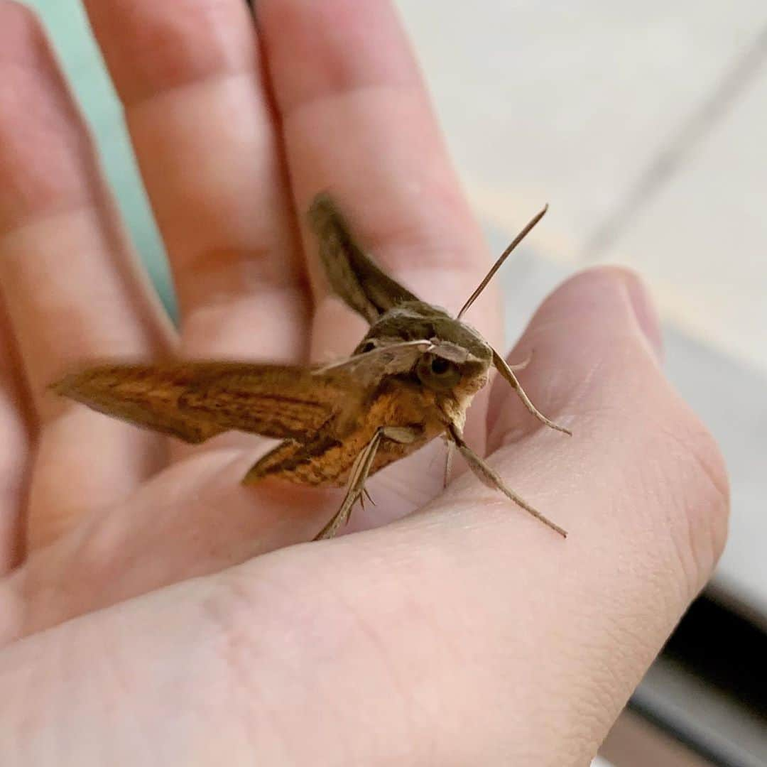 呂布カルマさんのインスタグラム写真 - (呂布カルマInstagram)「今年のセスジスズメも男前。」10月23日 18時47分 - ryoff000karma