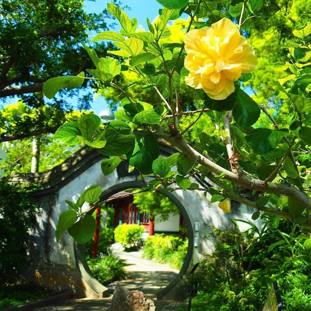Be.okinawaさんのインスタグラム写真 - (Be.okinawaInstagram)「A beautiful double-flowered hibiscus nearby accents a Chinese style garden’s arched gates. Fukushuen Garden was built to commemorate the friendship and exchange between Naha City and Fuzhou City, Fujian Province, China. People from Fujian settled in Kume district about 600 years ago and maintained a deep connection with China.  📍: Fukushuen Garden, Kume, Naha City 📷: @michiyo_okinawa_love Thank you very much for your lovely photo!  Hold on a little bit longer until the day we can welcome you! Experience the charm of Okinawa at home for now! #okinawaathome #staysafe  Tag your own photos from your past memories in Okinawa with #visitokinawa / #beokinawa to give us permission to repost!  #fukushuen #fukushuengarden #福州園 #那覇 #那霸 #나하 #garden #庭園 #japan #travelgram #instatravel #okinawa #doyoutravel #japan_of_insta #passportready #japantrip #traveldestination #okinawajapan #okinawatrip #沖縄 #沖繩 #오키나와 #旅行 #여행 #打卡 #여행스타그램」10月23日 19時00分 - visitokinawajapan