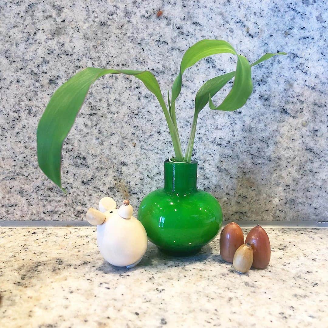 榊山敬代のインスタグラム：「🌿"… ・ きょうはアトリエの 仲間の観察記録の巻  ストーリーズでは 度々出演していた  昨年折れてしまった植物から 新しい芽が生えてきた模様を ながらく記録してきたところ  先日のこと  せっかく成長してきた新芽の 細い茎が私の置き方が悪くて  なんとクニャンと曲がってしまい  言葉にならないショックに見舞われまして 2日後のこと太い幹が急に茶色に腐ってきて  おそらく生命線が切れて しまったのでしょうか…  古い茎とお別れしまして 新芽さんだけ切り取って  小さな花瓶に生けて 只今様子を見守り中  このまま成長しますように…🙏✨  ところでこのカワイイ花瓶さんは 末っ子の妹が誕生日プレゼントに 届けてくださいました記念の花瓶  カワイイ新芽さんの茎の幅もピッタリで しばらく大活躍しそうな花瓶のひとコマ  ところで今日は偶然にも末っ子の妹から 連絡をいただきまして地元の中学時代の お友達が妹へ声をかけてくださいました ようでその模様の伝言をいただきまして  なつかしいな… うれしいなぁ… げんきかなぁ…  なんだか心があたたまるひとコマでした  #ありがとう 🙏  地元から離れて過ごしていますと 忘れられても仕方ないですけれど 妹たちを通してつながれるご縁も  いもうとが地元に居てくださるお陰だなぁと あらためて妹へ感謝のきもちを思うのでした  #ありがとう 😌  #花瓶  #birthdaypresent #marimekko #マリメッコ #お気に入り ・ ・　 #おうち時間 ・ ・  ・ ・ #秋 #Autumn #どんぐり #moaning #インテリア #interior #plants #植物のある暮らし  #きょうのアトリエ #アトリエこんなもん　#アート #art  #アートのある暮らし #fairy  #きょうのFancy #日本画 #芸術  #art  #Japaneseart #artist #exhibition #日本画家 の #妹 #family」
