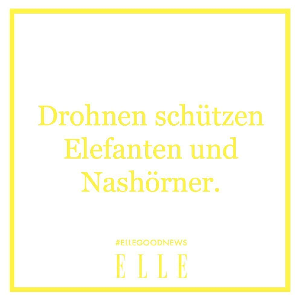 ELLE Germanyさんのインスタグラム写真 - (ELLE GermanyInstagram)「Drohnen der Initiative Air Shepherd sollen Elefanten und Nashörner vor der Wilderei schützen und die gefährdeten Arten der afrikanischen Savanne überwachen. Durch künstliche Intelligenz sollen Wilderer aufgespürt und zur Rechenschaft gezogen werden können – die Drohnen sollen in besonders betroffenen Gebieten eingesetzt werden. Das sei zumindest für den Übergang ein effektiver Ansatz, gefährdete Tiere zu schützen. #ellegoodnews #elephant #rhino #tierschutz」10月23日 19時33分 - ellegermany