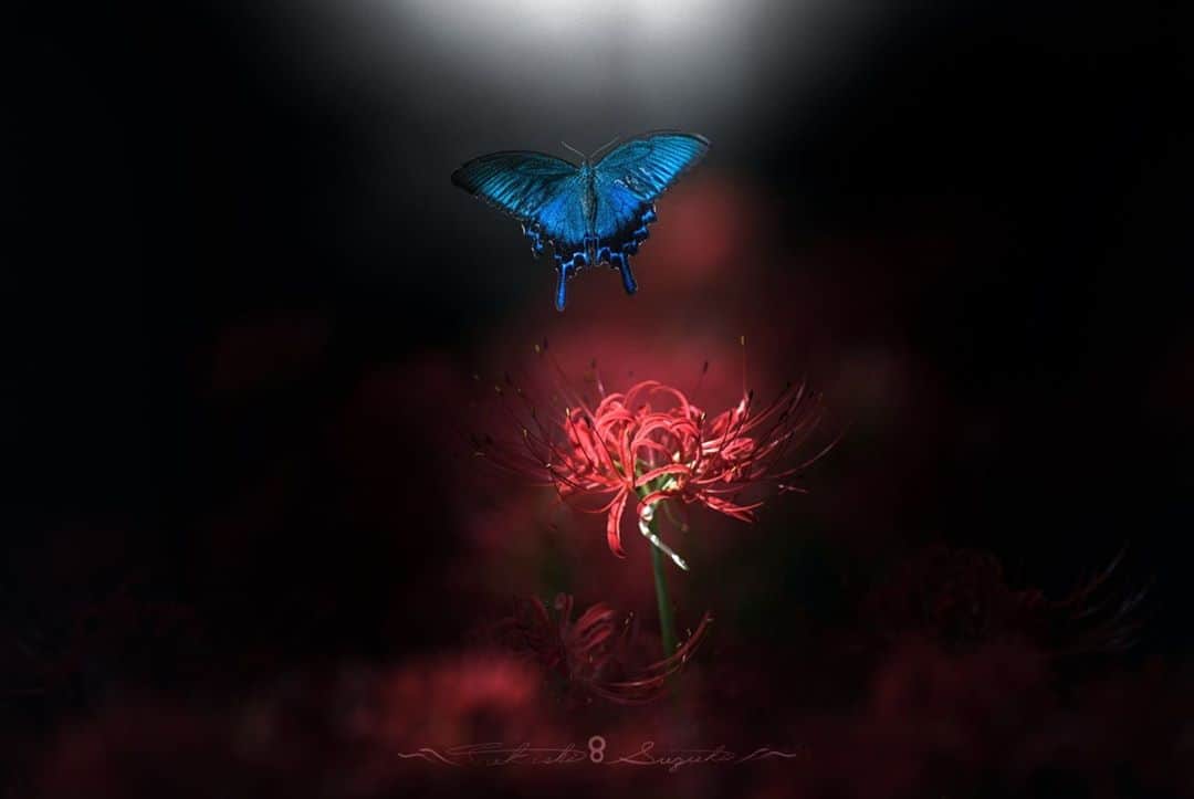 花の写真館のインスタグラム：「Photo by Takashi Suzuki.⠀ .⠀ Original Post[投稿いただいたURL]⠀ https://www.facebook.com/photo.php?fbid=1738044476362073⠀ .⠀ 本アカウントは、 #私の花の写真 をつけてInstagramに投稿された皆さまの花の写真や、「花の写真館」Facebookページで投稿された花の写真を紹介します。⠀ 「花の写真館」Facebookページは、「 @floral.photograph 」のプロフィールにあるURLからご覧ください。⠀ .⠀ ※各自、政府、自治体など公的機関の指示に従った行動をお願いします。⠀⠀ 東京カメラ部および分室では、写真を「見る楽しみ」を提供することを通して、微力ながら皆様にわずかな時間でも癒しをお届けしたいと思っております。⠀ ※本アカウントは東京カメラ部がFacebook、Instagramのサービスを利用して運営しているもので、Facebook社・Instagramとは一切関係ありません。⠀ .⠀ #花の写真館 #floralphotograph #floralphoto #flower #flowers⠀ Follow: @floral.photograph」