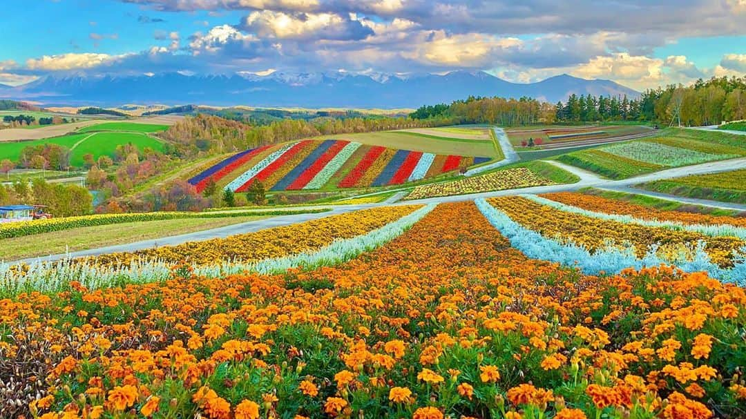 秋丸美帆さんのインスタグラム写真 - (秋丸美帆Instagram)「🌷🌸🌺🌼💐🌻  #hokkaido #biei #japan #trip #flower #四季彩の丘 #花 #北海道 #美瑛 #女子旅 #旅 #旅行」10月23日 19時35分 - mippy34