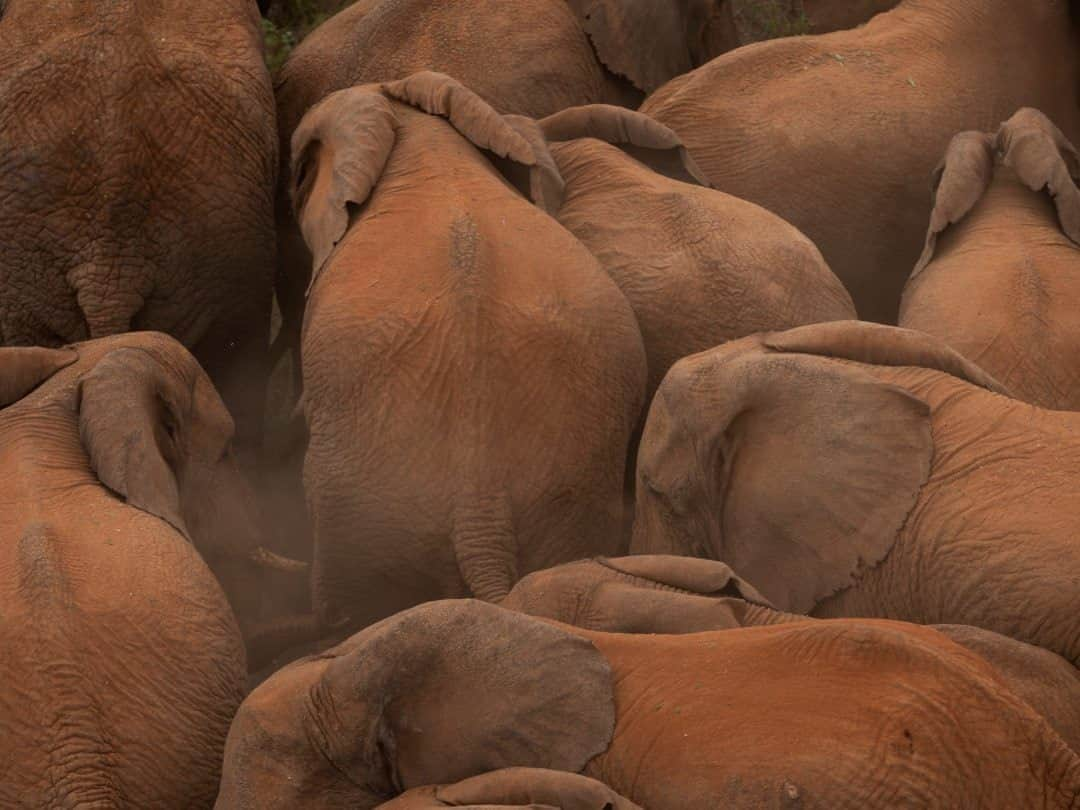 ナショナルジオグラフィックさんのインスタグラム写真 - (ナショナルジオグラフィックInstagram)「Photo by David Chancellor @chancellordavid / An army of terra cotta-covered elephants, in Mosiro, part of Kenya's Rift Valley. To see more follow me @chancellordavid @natgeo @maraelephantproject #elephantconservation #elephants #communicationforconservation」10月23日 19時39分 - natgeo