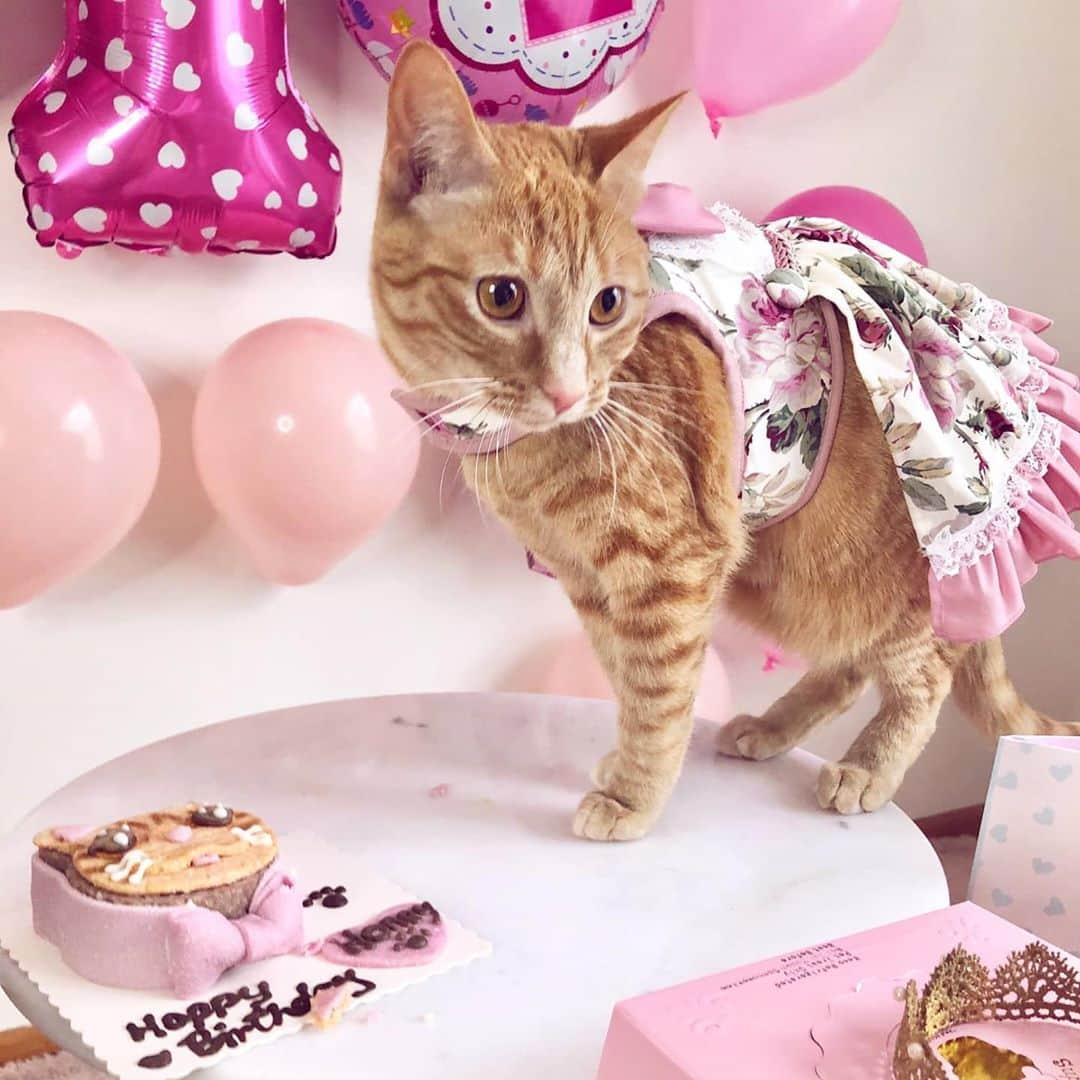 Aww Clubさんのインスタグラム写真 - (Aww ClubInstagram)「Normal people do this for their child’s first birthday, right?  📷@princesshoneybelle  #meowed #princesshoneybelle #happybirthday」10月23日 19時52分 - meowed