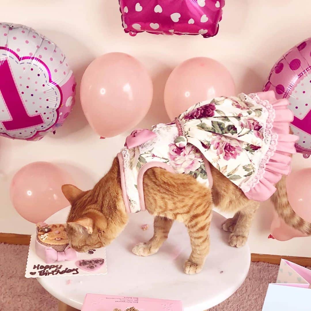 Aww Clubさんのインスタグラム写真 - (Aww ClubInstagram)「Normal people do this for their child’s first birthday, right?  📷@princesshoneybelle  #meowed #princesshoneybelle #happybirthday」10月23日 19時52分 - meowed