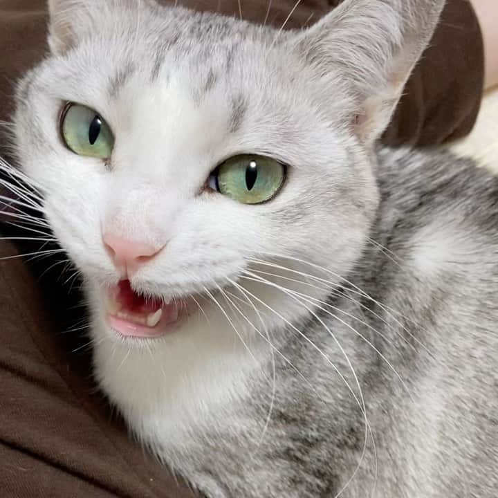 つるちゃんのインスタグラム：「甘えんぼタイム😊💕 .  #猫 #ねこ #にゃんこ #美猫 #ねこ部 #ふわもこ部 #ねこすたぐらむ #ペコねこ部 #猫好きさんと繋がりたい #にゃんすたぐらむ #cat #neko #instacat #catstagram #instagramcats  #catsconnect #meowbox #picneko #bestmeow #catsofinstagram #meowed #rakutenpet」