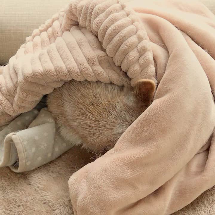 柴犬リリコのインスタグラム：「今日寒いし散歩行きたくないの🐚🧣🐶 #Kちゃま画伯」