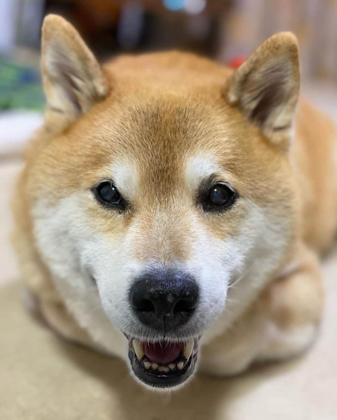 まる（まるたろう）さんのインスタグラム写真 - (まる（まるたろう）Instagram)「Have a nice weekend!!✨🐶✨あっという間の金曜日！みんなおつまるさまでした~ #色々疲れたでしょ #ゆっくりお風呂入って #流行りの歌でも歌いんしゃい #パパが鬼滅のテーマ歌ってるけど #サビのちょっとしか知らないみたいで #そこ以外は全部適当なの🙄 #軽く流行りに乗っていくタイプだな」10月23日 20時19分 - marutaro