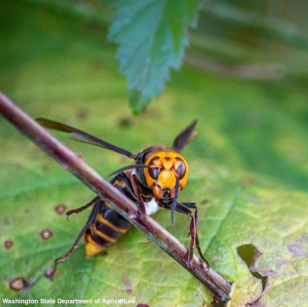 ABC Newsさんのインスタグラム写真 - (ABC NewsInstagram)「Washington state entomologists discovered the first Asian giant hornet nest in the United States this week, officials say.  After weeks of trapping and searching, Washington State Department of Agriculture entomologists located what they said is the first nest of its kind in the U.S., in Blaine, north of Seattle near the Canadian border.  The "murder hornets" were first spotted in the state late last year, and entomologists have since been on alert for the massive insects, which can devastate honey bee populations. #murderhornets #bees #wildlife #hornets #insects #blaine #washington」10月24日 6時06分 - abcnews