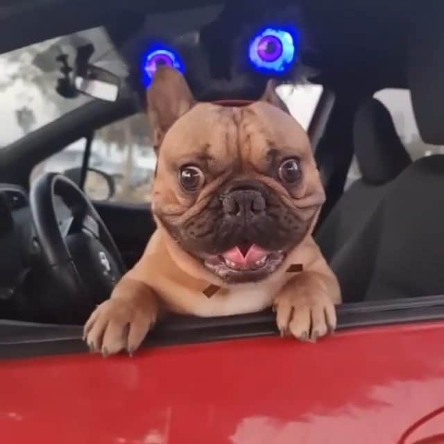 French Bulldogのインスタグラム