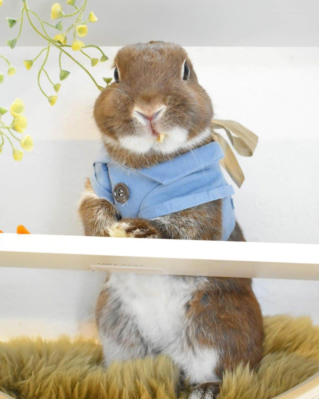 yun.ゆんのインスタグラム：「march.🐻 マーチ、ピーターラビットになったよ。💙 おやつは目の前の🥕よりパパイヤに夢中で、お口がむにむに。 . . . . どうしても参加したいコットンが…人参さんを食べてしまいました。 6枚目…証拠写真　 🥕💦😂 . ♪ ♪ ♪ #ピーターラビット #peterrabbit #うさぎ#ウサギ#ネザーランドドワーフ#ZIP写真部#レモン#ふわもこ部#マーチ#多頭飼い#トラピロビ#トラピロビハーネス #rabbits#rabbitsofinstagram #rabbitstagram #petstagram #march#instapet#cutepetclub #instarabbit #bunnies #bunnylove #lapin #pecotv #WeeklyFluff #lemon #netherlanddwarf #dailyflufffeature#pecotv」