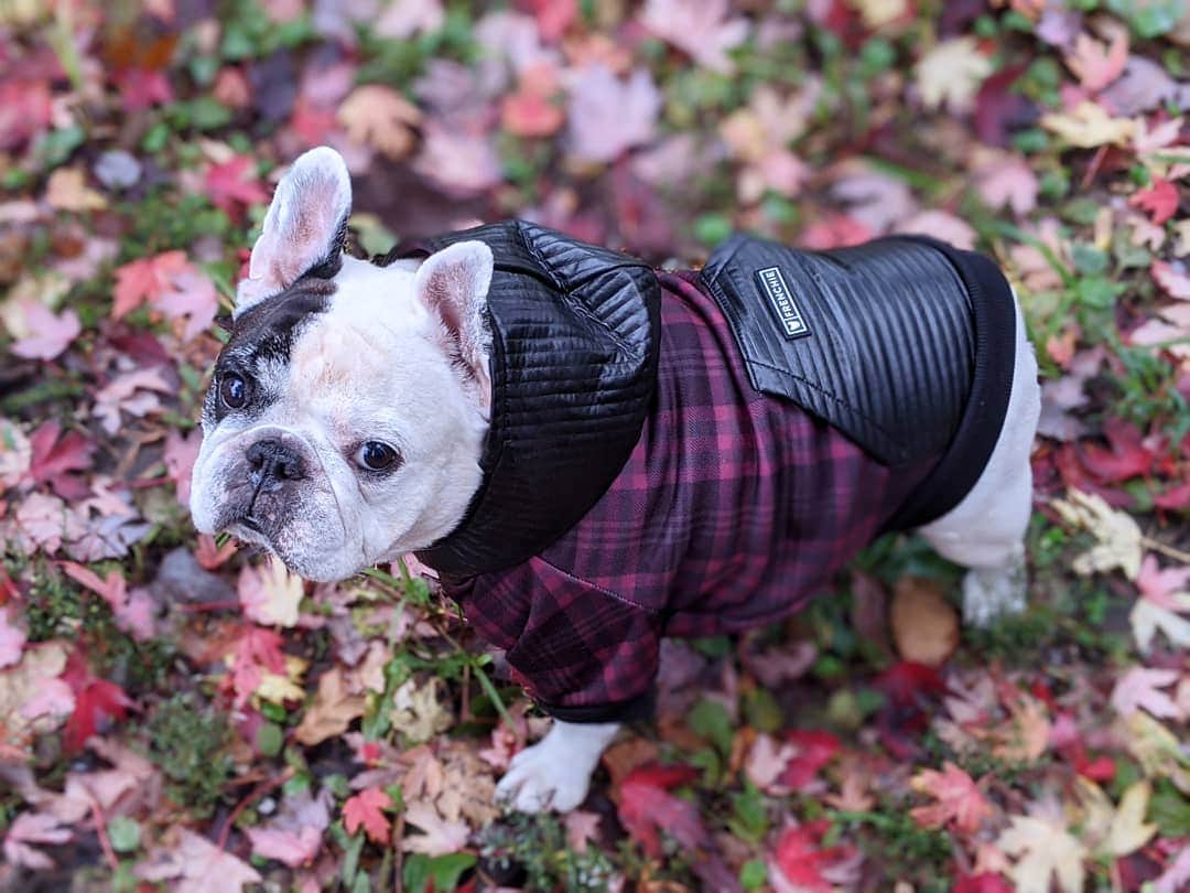 Manny The Frenchieのインスタグラム：「What is fall without leaves and plaid!🍁🌿🍂🍃 . . Don't miss this fall launch from @frenchie_bulldog.  Use my name at check out for savings!」