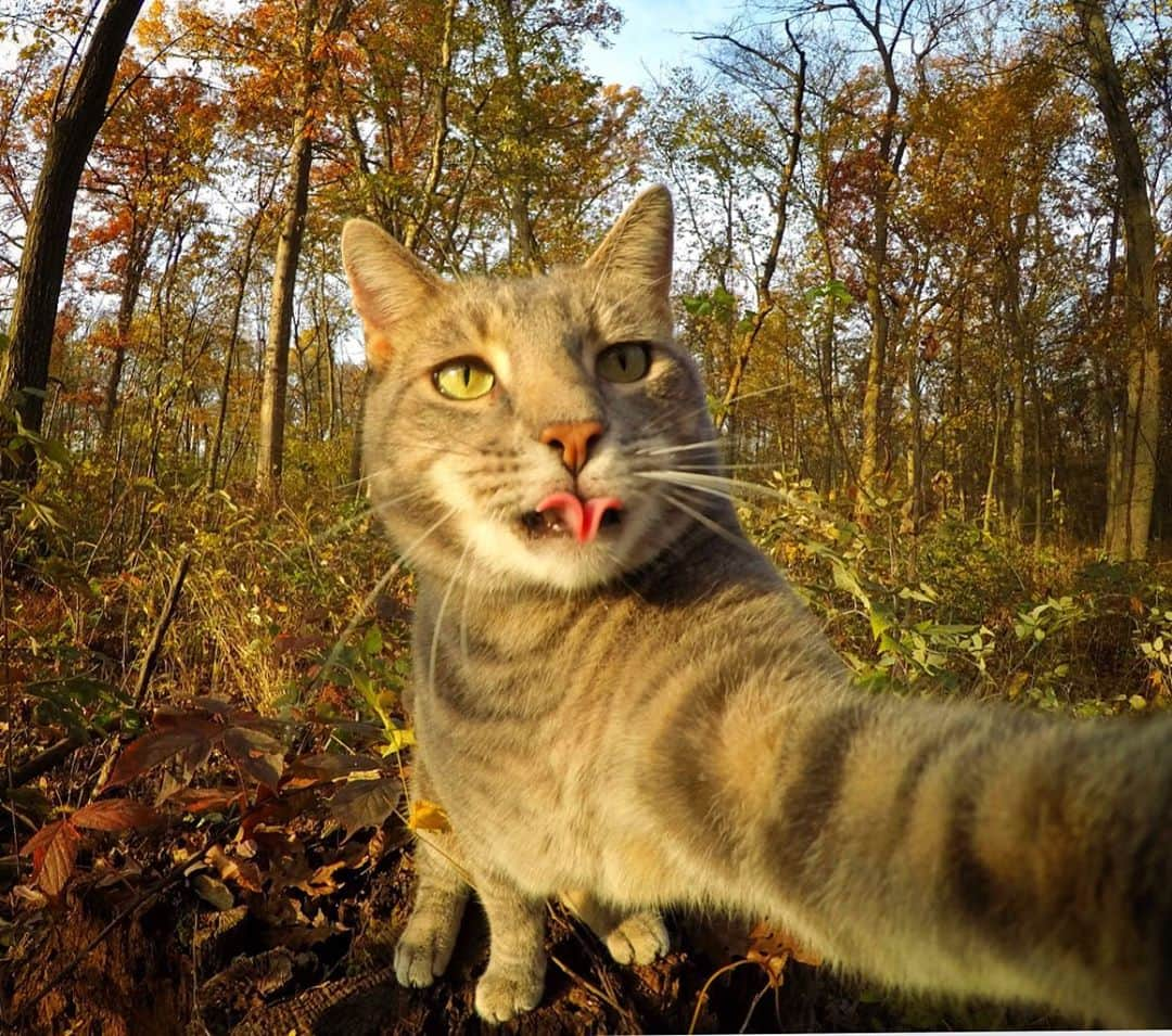 マニーのインスタグラム：「Name’s Manny.. 😼🌮👅」