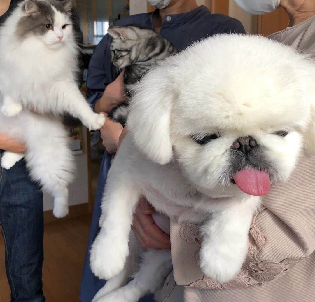 こなつのインスタグラム：「親戚のニャンズ🐱🐱 仲良くなるにはまだまだ時間が必要にーず😂😂💕」