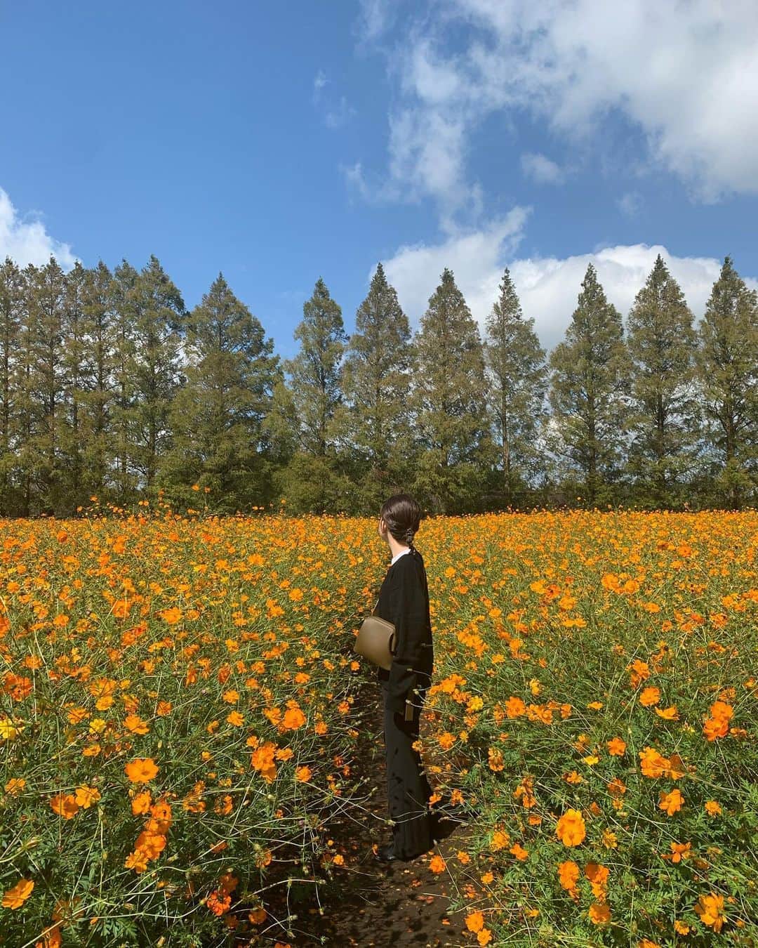のインスタグラム：「﻿ 　﻿ 今日は気持ちの良い秋晴れで﻿ ドライブがてら生駒高原へ🌿﻿ ﻿ ピンクや紫のコスモスは少なくなっていたけど﻿ オレンジのコスモスには間に合いました🥰﻿ 一生懸命咲いててすごく可愛かった〜！﻿ ﻿ のんびり自然に癒されて美味しいもの食べて﻿ 元気になりました😌💕﻿ ﻿ ﻿ #生駒高原#宮崎」
