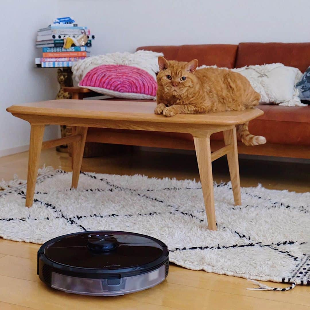 ギネス & ピムスさんのインスタグラム写真 - (ギネス & ピムスInstagram)「23/10/2020 Happy Friday! ・ We now have a robot vacuum! And it even comes with a camera to keep an eye on the cats👀 Have a nice weekend everyone! ・ ・ 初めてのロボット掃除機🤖 毎日慌ただしく過ぎて行くけど ボタンを押すだけで ガンガン掃除してくれるので、 すごく助かります。 我が家は厚めのラグや床置きの籠、 転がっている凪ねこのおもちゃなど 難易度の高いコースが多いのですが笑、 かなり頑張ってくれています👏 しかもこの掃除機の素晴らしい点は カメラ機能が付いているという！（動画②） なので、留守中や違う階にいても カメラで猫たちの様子をチェック出来る🙌 水拭きの機能もあるようなので、 週末にでも試してみようと思います。 ・ 25日まで @roborock.japan のアカウントで プレゼントキャンペーンを行っているそうです。 ご興味ある方は是非。 ・ ひとつ前の投稿で ギネスの誕生日のお祝いコメントや anan読んで下さった方々 どうもありがとうございます！！ ゆっくりお返事させて下さい🐈 それでは皆さま素敵な週末を♬ ・ ・ #ギネピムと凪くん  #1yearold #1歳 #1歳10ヶ月  #babyboy #男の子ベビー #赤ちゃんのいる生活 #赤ちゃんのいる暮らし #赤ちゃんと猫 #猫と赤ちゃん #roborock #ロボロック #ロボロックのある生活 #roborockpr」10月23日 22時48分 - rina_takei