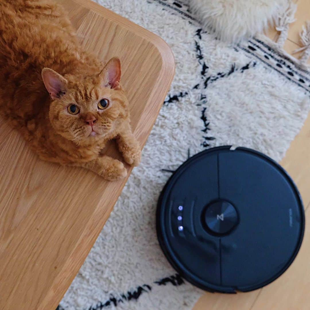 ギネス & ピムスさんのインスタグラム写真 - (ギネス & ピムスInstagram)「23/10/2020 Happy Friday! ・ We now have a robot vacuum! And it even comes with a camera to keep an eye on the cats👀 Have a nice weekend everyone! ・ ・ 初めてのロボット掃除機🤖 毎日慌ただしく過ぎて行くけど ボタンを押すだけで ガンガン掃除してくれるので、 すごく助かります。 我が家は厚めのラグや床置きの籠、 転がっている凪ねこのおもちゃなど 難易度の高いコースが多いのですが笑、 かなり頑張ってくれています👏 しかもこの掃除機の素晴らしい点は カメラ機能が付いているという！（動画②） なので、留守中や違う階にいても カメラで猫たちの様子をチェック出来る🙌 水拭きの機能もあるようなので、 週末にでも試してみようと思います。 ・ 25日まで @roborock.japan のアカウントで プレゼントキャンペーンを行っているそうです。 ご興味ある方は是非。 ・ ひとつ前の投稿で ギネスの誕生日のお祝いコメントや anan読んで下さった方々 どうもありがとうございます！！ ゆっくりお返事させて下さい🐈 それでは皆さま素敵な週末を♬ ・ ・ #ギネピムと凪くん  #1yearold #1歳 #1歳10ヶ月  #babyboy #男の子ベビー #赤ちゃんのいる生活 #赤ちゃんのいる暮らし #赤ちゃんと猫 #猫と赤ちゃん #roborock #ロボロック #ロボロックのある生活 #roborockpr」10月23日 22時48分 - rina_takei