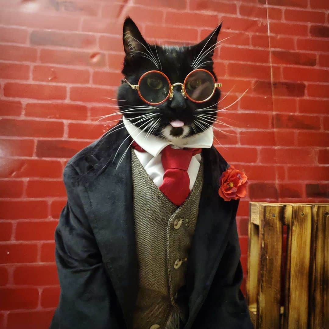 猫コスプレさんのインスタグラム写真 - (猫コスプレInstagram)「A most distinguished, albeit lackadaisical, blep.」10月23日 23時10分 - cat_cosplay