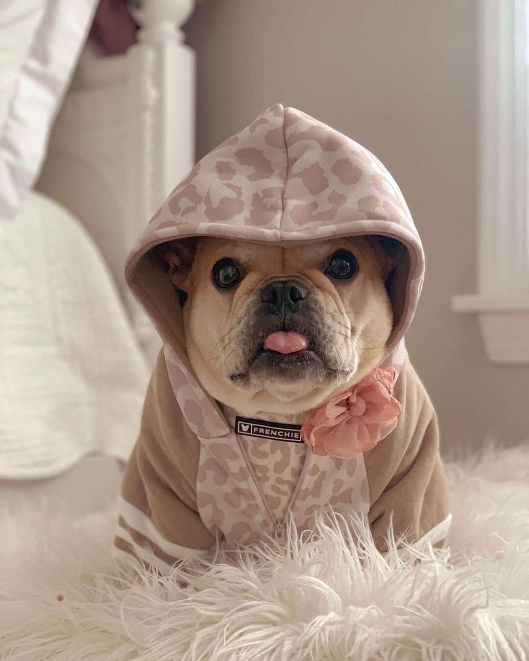 Regeneratti&Oliveira Kennelさんのインスタグラム写真 - (Regeneratti&Oliveira KennelInstagram)「Holy chic I look amazing! @lemmyandpip  . . Shop  @frenchie_bulldog ⚡️THE COOLEST⚡️ swag for your pup! 🎁 Get 10% off  with code jmarcoz10 🐾  https://frenchiebulldog.com/ . . . . . . #bulldogfrances  #frenchbully #frenchbulldog #frenchie  #frenchielife #frenchies  ##frenchieoftheday #frenchiegram  #frenchiesociety #犬バカ部 #frenchiebulldogfeature  #dogmodel  #犬 #いぬ #成長記録  #ブルドッグ #フレンチブル #フレンチ #ペット #dogsofinstagram #bouledoguefrançais  #cute #fabfrenchies #frenchiesofinstagram  #instapet」10月23日 23時27分 - jmarcoz