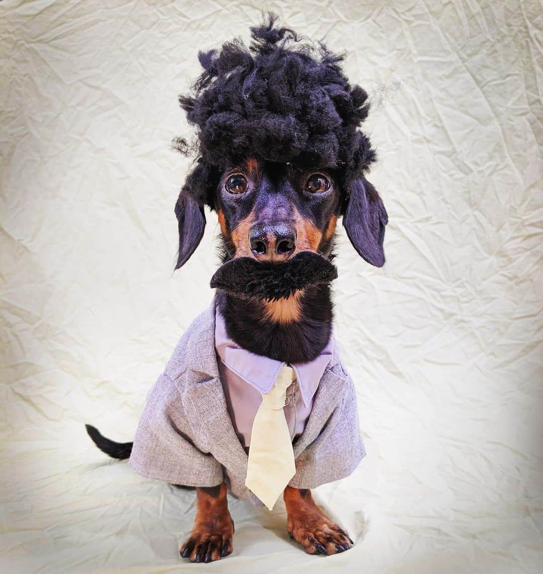 Crusoe the Celebrity Dachshundのインスタグラム：「“Hallo.. my name a Borat.. nice to meet u.” ~ Crusoe (but actually #borat)」