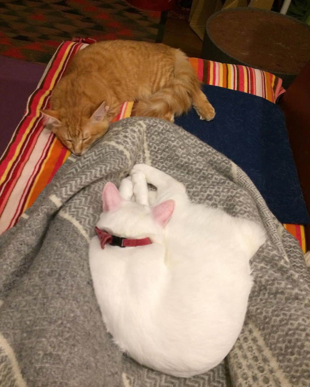 岡田屋鉄蔵のインスタグラム：「オフの日に雨とくれば、ひたすら眠い💤 そんな日ふ猫様ズは空気読んでひたすら一緒に寝てくれます。カシコイかしこい」