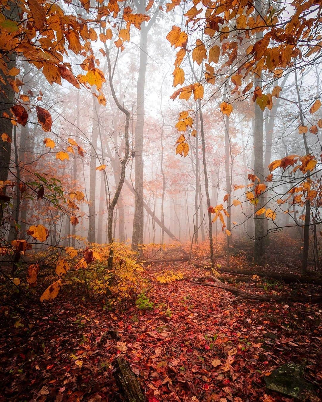 CANON USAさんのインスタグラム写真 - (CANON USAInstagram)「"For as long as I can remember I had always wanted to capture a foggy morning with fall foliage, but with fog being so unpredictable, it was always the shot I never seemed to get. Every time I went to Shenandoah I would get perfectly clear skies and not even a hint of fog. Last fall I planned a day trip with a friend to capture a beautiful sunrise with fall color. I woke up at 4:15am, drove out to Shenandoah and noticed the closer I got to the mountains, the sky didn't seem so clear like the weather had predicted. When the sun came up, there was no colorful sunrise like I expected to capture, but instead my wonderful fall foggy morning scene that I had always dreamed of capturing! This is one of those photos and I love it!" 🍁 🍂 Thank you for sharing your #CanonMemories with us, @jkayephotography.  Camera: #Canon EOS 7D Mark II Lens: EF-S 10-22mm f/3.5-4.5 USM Have an inspiring photo and uplifting memory to share?  Submit it at canon.us/canonmemories」10月23日 23時53分 - canonusa