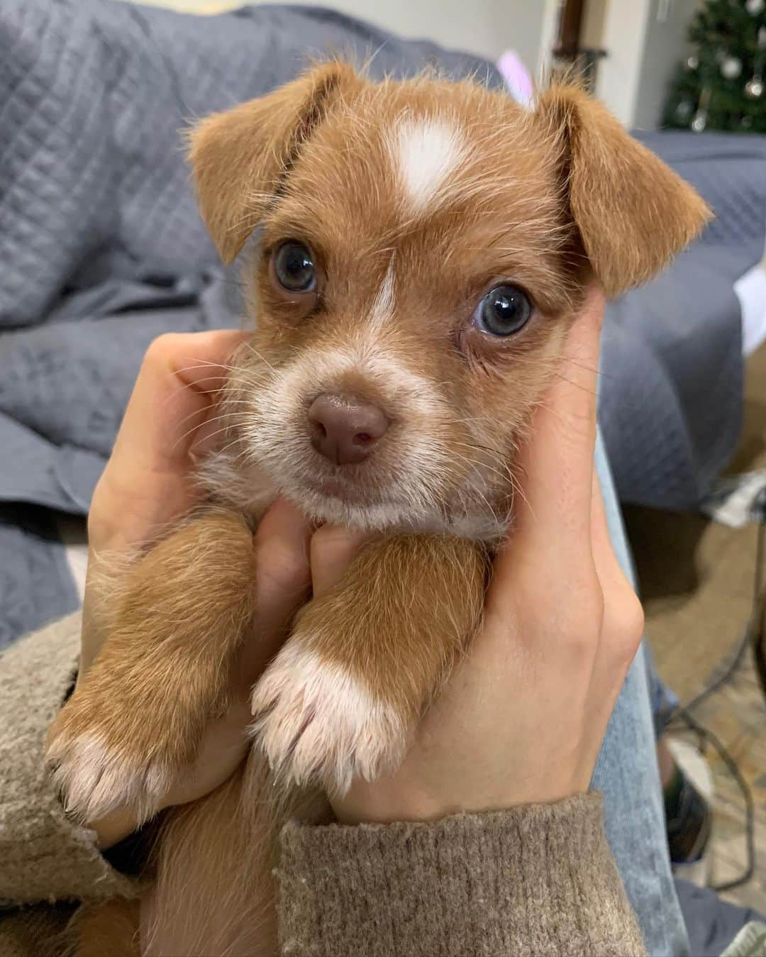 リリー・コリンズさんのインスタグラム写真 - (リリー・コリンズInstagram)「Happy first birthday to the sweetest lil pup there ever was. @redforddog, it was love at very first kiss. You bring so much laughter, joy and devilish charm into our lives and we can’t wait for all the mischief to come...」10月24日 0時22分 - lilyjcollins