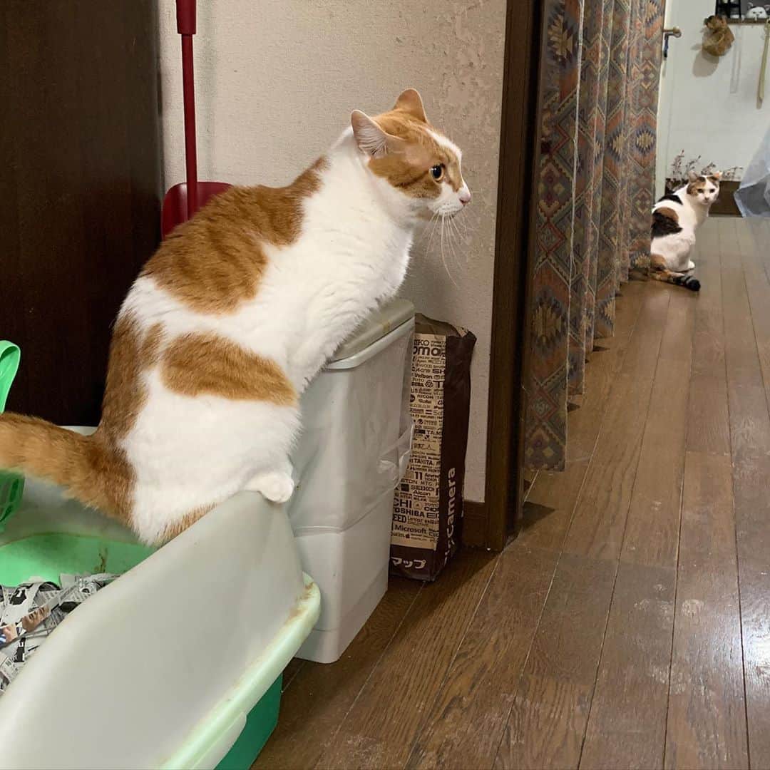 Kachimo Yoshimatsuさんのインスタグラム写真 - (Kachimo YoshimatsuInstagram)「そこのバーバ見守り隊実習生の方、 そこは隊長のトイレです。 あなたのトイレは2階ですよ。 #うちの猫ら #cocoa #mikeko #バーバ見守り隊 #猫 #ねこ #cat #ネコ #catstagram #ネコ部 http://kachimo.exblog.jp」10月24日 0時30分 - kachimo