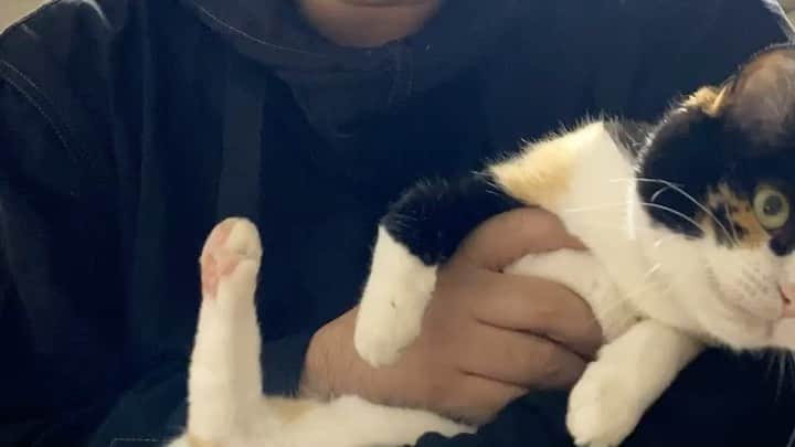 津田大介のインスタグラム：「ふりふりもなかです。  撮られてると思って（俺は）顔を作ってたのですが、見事にカットされてましたね……！  #🧑‍💻🐈 #mona_cat」