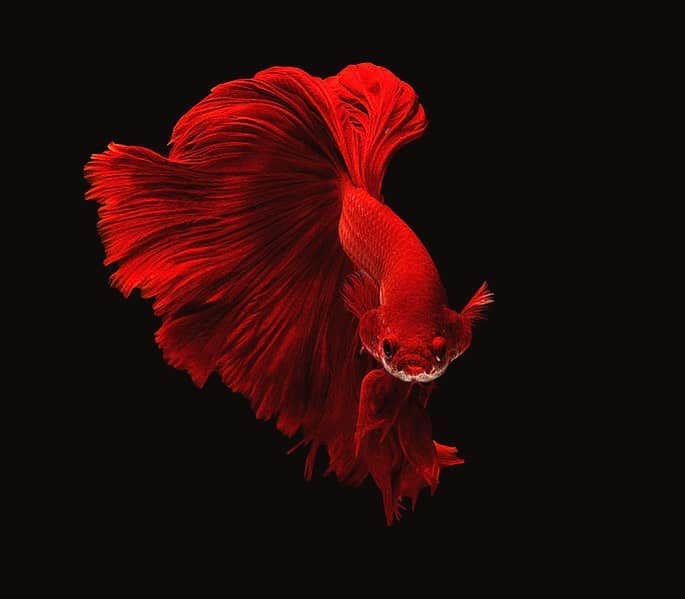 フラヴィア・ルチーニのインスタグラム：「Siamese Fighting Fish 🥊⚔️ #protectouroceans #siamesefightingfish #protectourplanet ❤️」