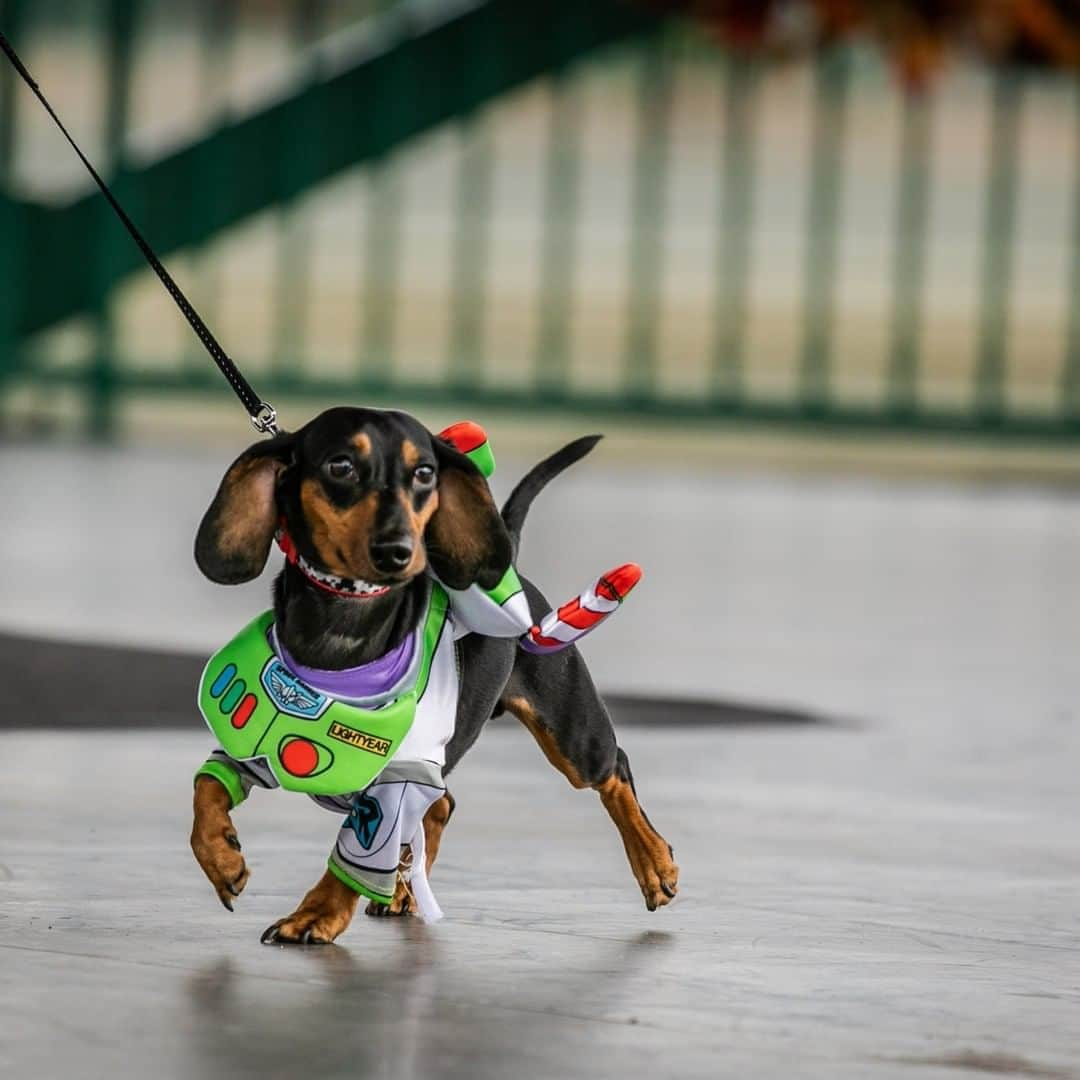 Disney Pixarさんのインスタグラム写真 - (Disney PixarInstagram)「Howdy paw-tners! 🎃🐶 Is your dog dressing up this year? Share photos with us using #DisneyMagicMoments and #DisneyHalloMoments!✨」10月24日 1時16分 - pixar