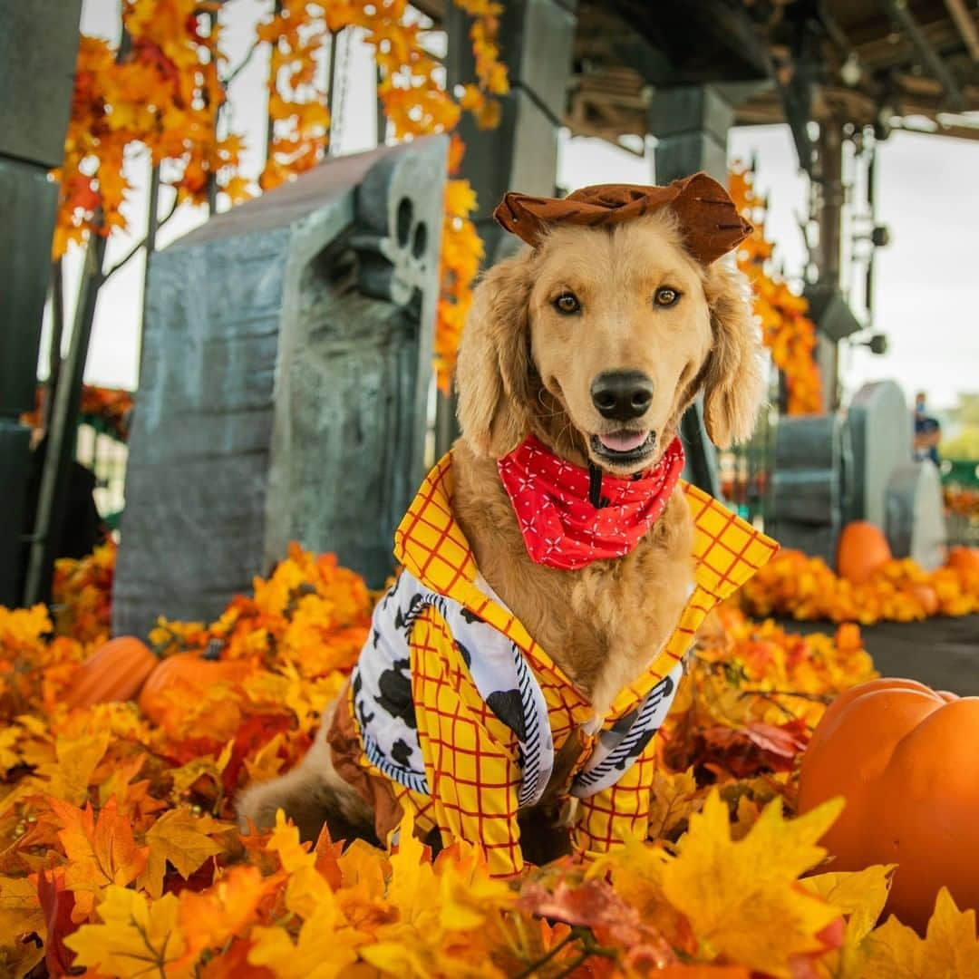 Disney Pixarさんのインスタグラム写真 - (Disney PixarInstagram)「Howdy paw-tners! 🎃🐶 Is your dog dressing up this year? Share photos with us using #DisneyMagicMoments and #DisneyHalloMoments!✨」10月24日 1時16分 - pixar