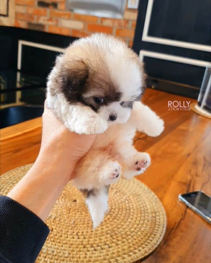 Rolly Pups INCのインスタグラム
