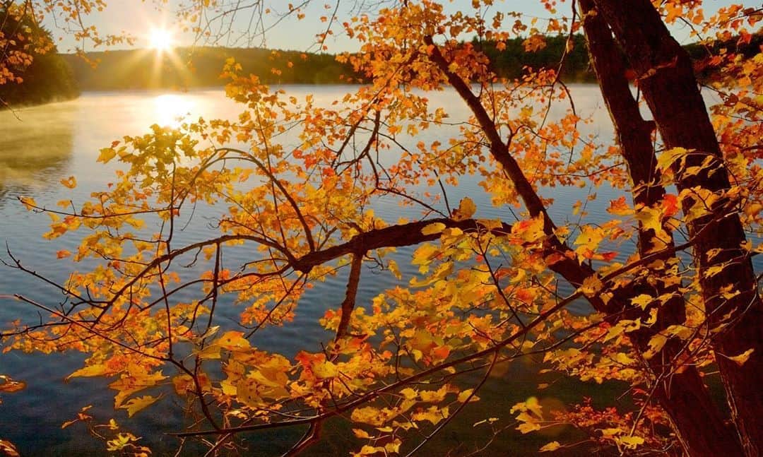 Tim Lamanさんのインスタグラム写真 - (Tim LamanInstagram)「Photo by @TimLaman. “Autumn Sunrise”. It’s that time of year when it’s a joy to live in New England and have such beauty just out our windows.  Walden Pond, made famous by Henry David Thoreau, is close to where I live, and creating images there has been a personal artistic outlet for me for many years.  Having a “backyard” project, has proved all the more important as a photographer during these crazy covid times.  Today for #FineArtFriday, I’m sharing a few of my favorite fall images of this special place.  Really it’s just a small pond in the woods in New England, not different from hundreds of others.  Beauty is in the eye of the beholder as they say…. and maybe being there at the right moment to capture it.    Happy Friday.  Do get outside and enjoy the beautiful fall this weekend! Prints available in my online gallery www.timlamanfineart.com. (link in bio). #WaldenPond #NewEngland #HDT #Massachusetts #fallcolors #autumn」10月24日 1時37分 - timlaman