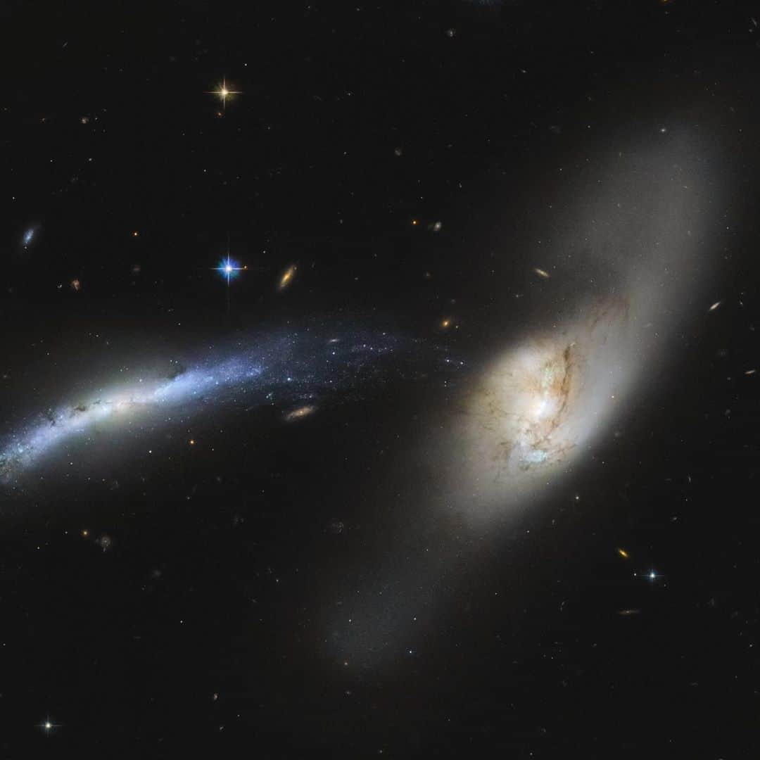 NASAさんのインスタグラム写真 - (NASAInstagram)「Galactic Attraction⁣ ⁣ Galaxy NGC 2799 on the left is seemingly being pulled into the center of the galaxy NGC 2798 (on the right). ⁣ ⁣ Interacting galaxies influence each other, which may eventually result in a merger or a unique formation. Already, these two galaxies have seemingly formed a sideways waterspout, with stars from NGC 2799 appearing to fall into NGC 2798 almost like drops of water. ⁣ ⁣ Galactic mergers can take place over several hundred million to over a billion years. While one might think the merger of two galaxies would be catastrophic for the stellar systems within, the sheer amount of space between stars means that stellar collisions are unlikely and stars typically drift past each other.⁣ ⁣ Credit: ESA/Hubble & NASA, SDSS, J. Dalcanton; Acknowledgment: Judy Schmidt (Geckzilla)⁣ ⁣ #NASA #HubbleSpaceTelescope #Galaxies #Stars #Space⁣」10月24日 1時38分 - nasa