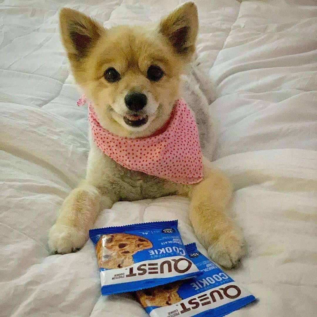 questnutritionのインスタグラム