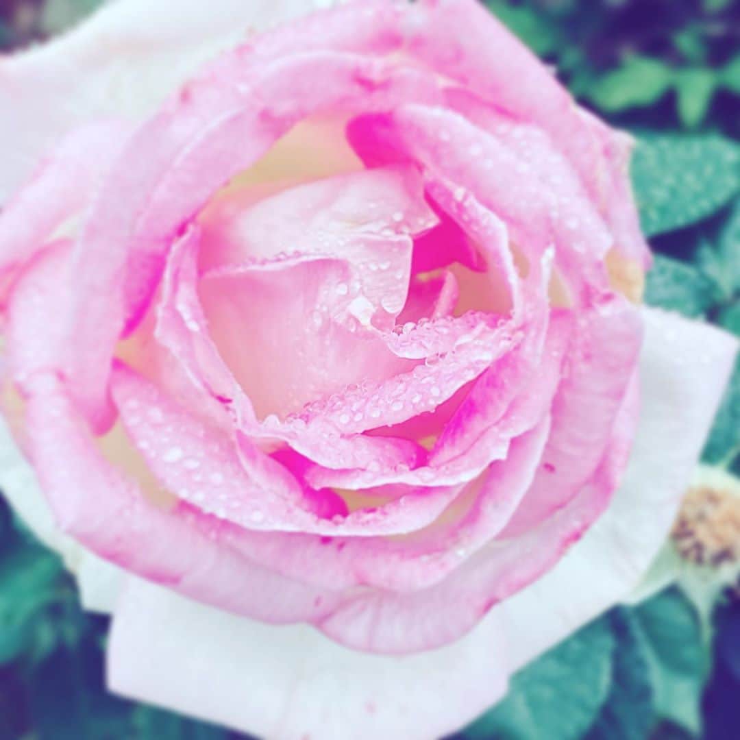 中野敬久さんのインスタグラム写真 - (中野敬久Instagram)「#flowers #flowersrock #pink #wet #hope #emotional」10月24日 1時45分 - hirohisanakano