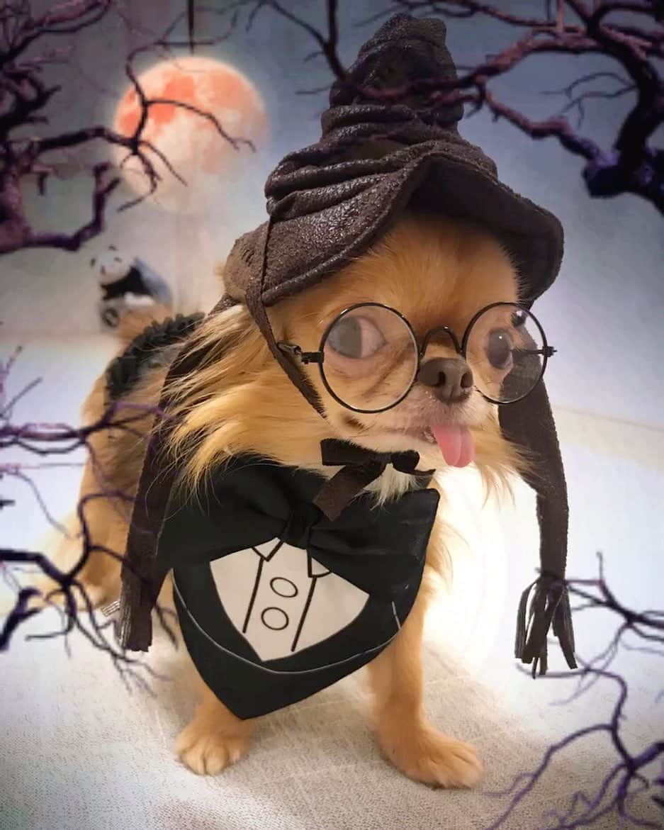 kayoのインスタグラム：「* * * ハロウィンコスプレ🎃🦇🕸 * * コレでいこ😂 * * kulio❤️ * * #ハロウィン #Halloween * #chihuahua#chihuahualove#dogstgram#dog#instadog#チワワ#チワワ大好き#チワワのいる暮らし * * *」