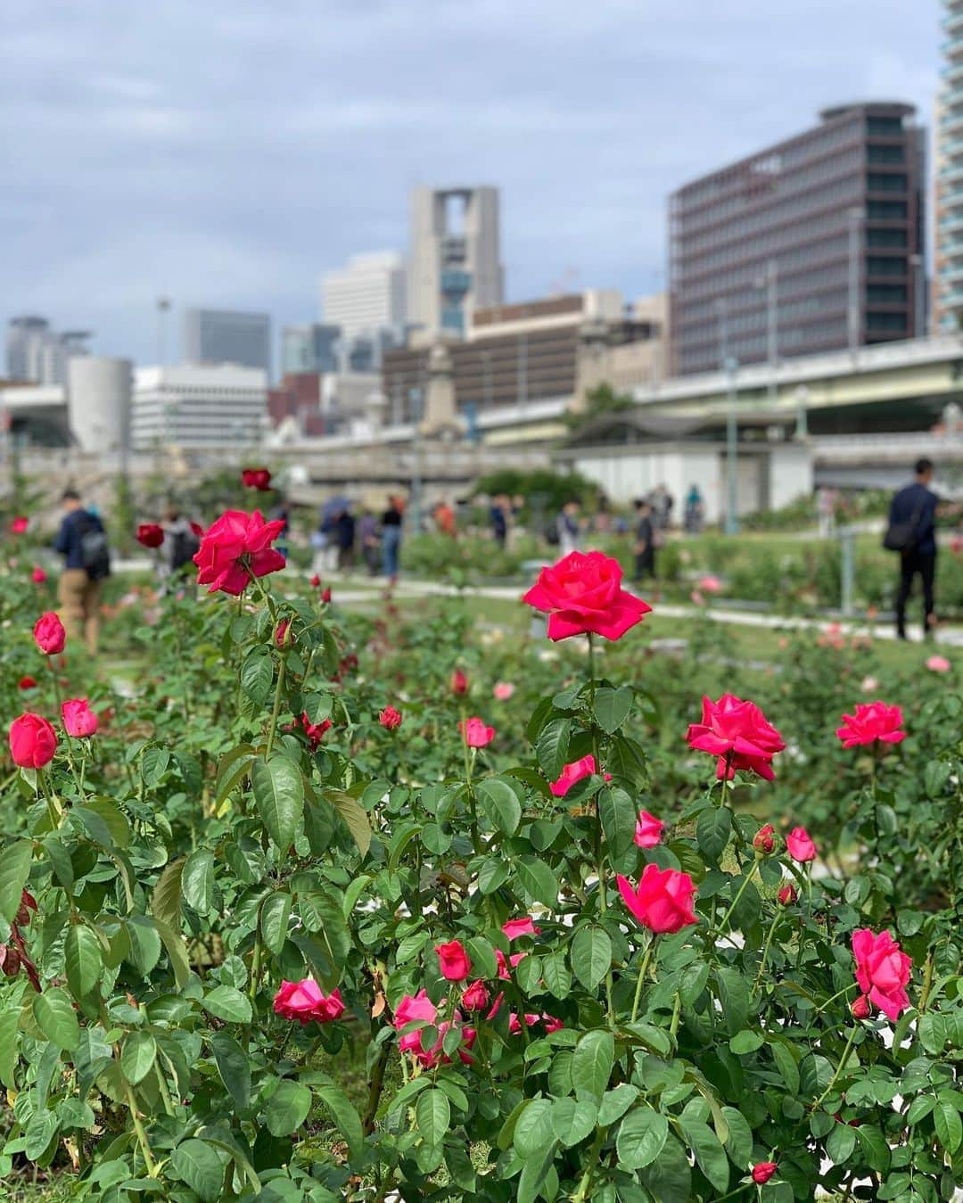 宮田綾子さんのインスタグラム写真 - (宮田綾子Instagram)「⁑ 中之島バラ園へ🌹 丈の低い可愛いバラが咲いていたよ 春ほどではないけど、って去年も同じこと言ってたな🤣 癒される場所  #tops #escada #onepiece #rumint #boots #jimmychoo   ___________________∞__________________  インスタコンサルティング 受付中 詳細は @ayako__miyata  プロフィールURLよりご覧ください﻿﻿﻿﻿ ___________________∞__________________   #中之島 #中之島バラ園 #バラ園 #薔薇 #北浜 #はなまっぷ #はなすたぐらむ #ばら #ばら園 #中之島公園 #花好きな人と繋がりたい #大人コーデ #中之島カフェ #北浜 #北浜カフェ #革ジャン #ショートブーツ #大阪観光 #大阪旅行 #タビジョ #たびすたぐらむ #trip #国内旅行」10月24日 7時36分 - ayako__miyata