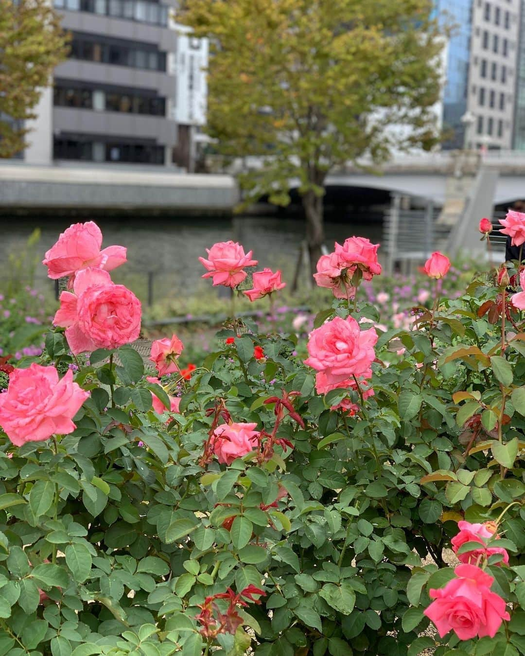 宮田綾子さんのインスタグラム写真 - (宮田綾子Instagram)「⁑ 中之島バラ園へ🌹 丈の低い可愛いバラが咲いていたよ 春ほどではないけど、って去年も同じこと言ってたな🤣 癒される場所  #tops #escada #onepiece #rumint #boots #jimmychoo   ___________________∞__________________  インスタコンサルティング 受付中 詳細は @ayako__miyata  プロフィールURLよりご覧ください﻿﻿﻿﻿ ___________________∞__________________   #中之島 #中之島バラ園 #バラ園 #薔薇 #北浜 #はなまっぷ #はなすたぐらむ #ばら #ばら園 #中之島公園 #花好きな人と繋がりたい #大人コーデ #中之島カフェ #北浜 #北浜カフェ #革ジャン #ショートブーツ #大阪観光 #大阪旅行 #タビジョ #たびすたぐらむ #trip #国内旅行」10月24日 7時36分 - ayako__miyata